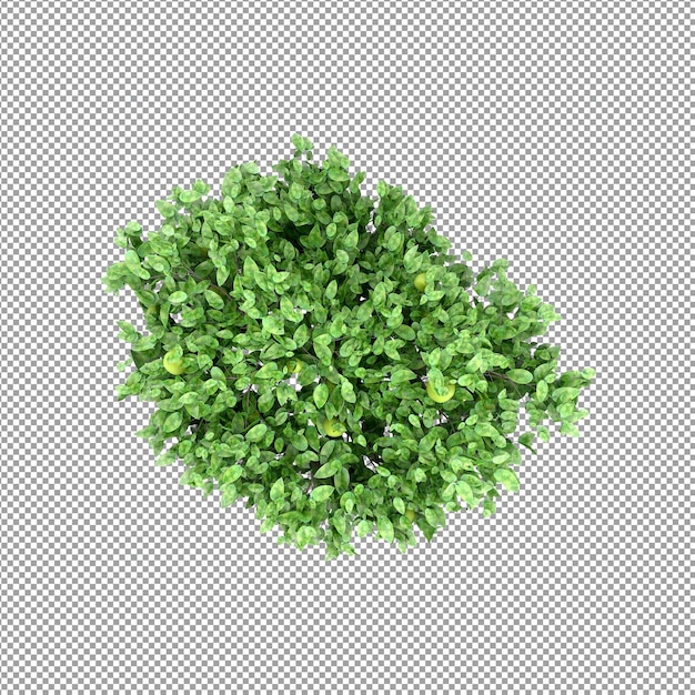 Beautiful plant in 3d rendering isolated