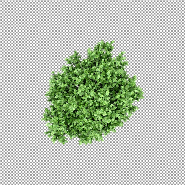 Beautiful plant in 3d rendering isolated