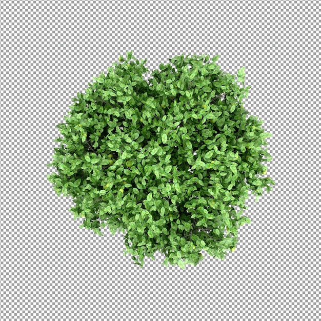 分離された 3 d レンダリングで美しい植物