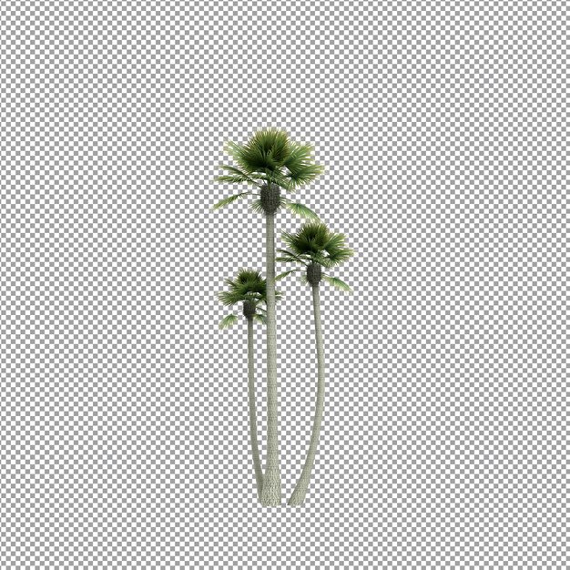 Beautiful plant in 3d rendering isolated