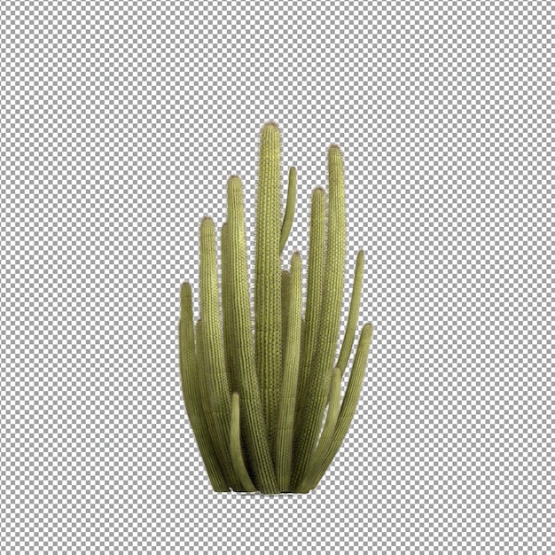 PSD beautiful plant in 3d rendering isolated