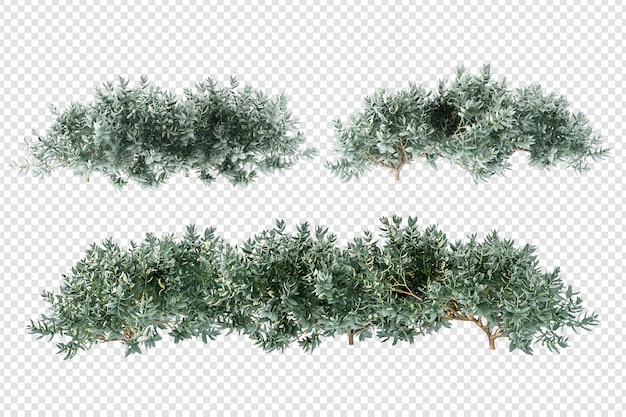 Beautiful plant in 3d rendering isolated