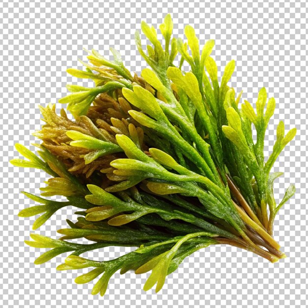 PSD beautiful plant in 3d rendering isolated