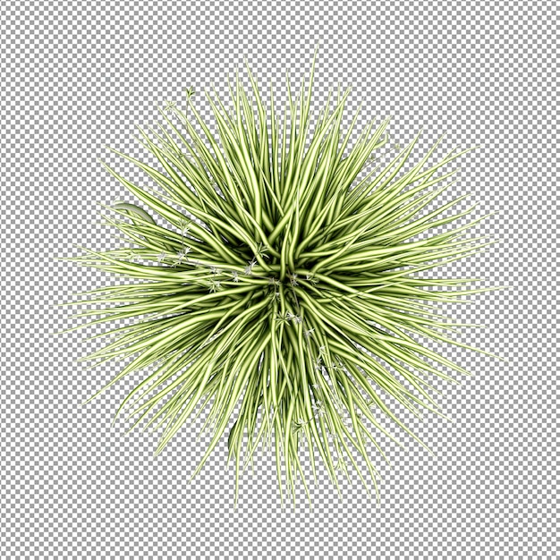 分離された 3 d レンダリングで美しい植物