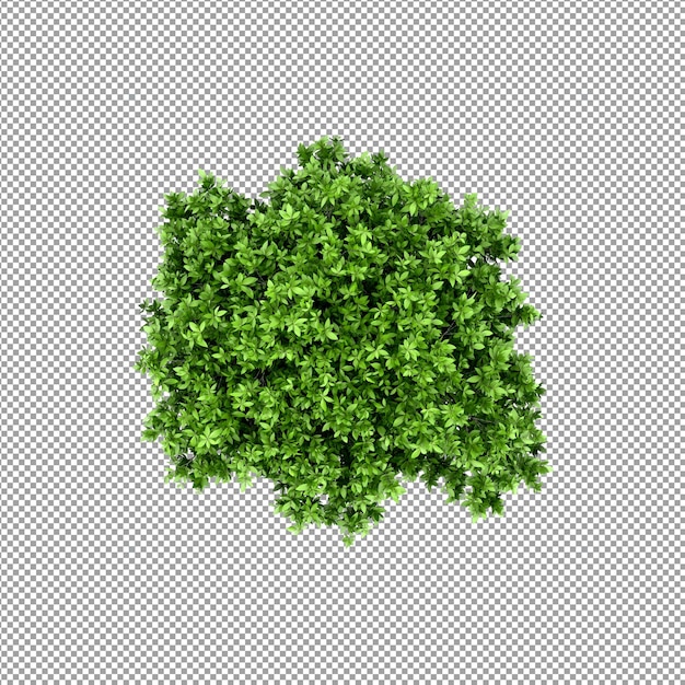 分離された 3 d レンダリングで美しい植物