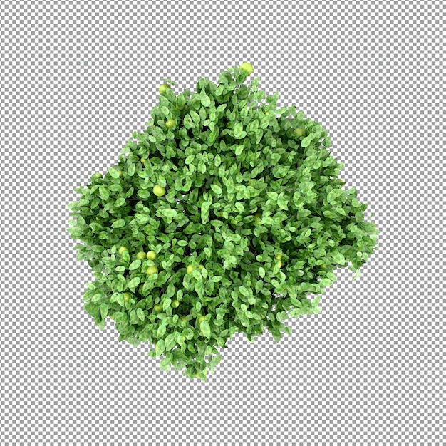 分離された 3 d レンダリングで美しい植物