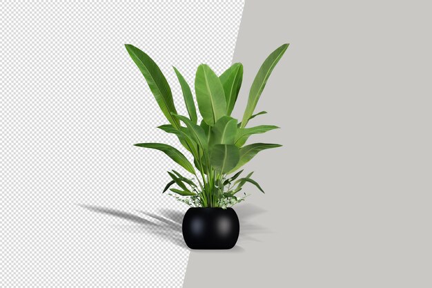 分離された3dレンダリングの美しい植物