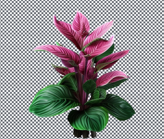 PSD beautiful plant isolated on transparent background