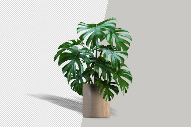 Beautiful potted plant in 3d rendering isolated