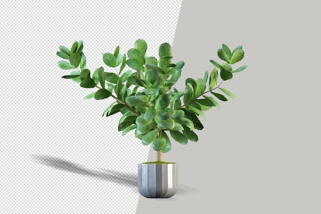 Beautiful potted plant in 3d rendering isolated