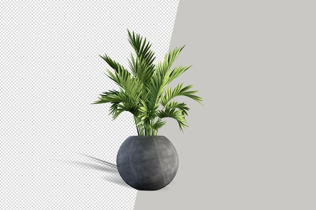 Beautiful potted plant in 3d rendering isolated