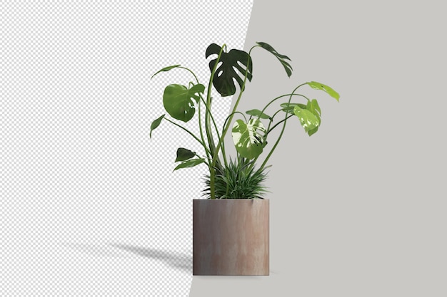 Beautiful potted plant in 3d rendering isolated