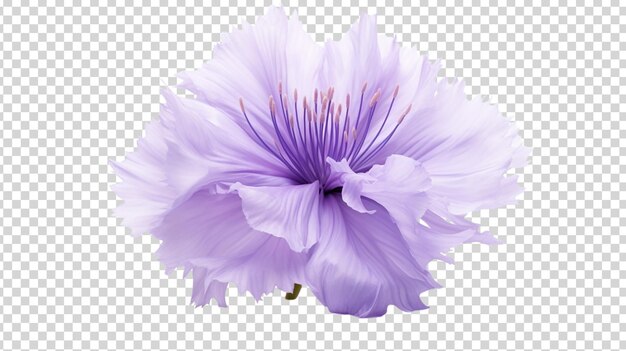 PSD bellissimo fiore viola isolato su uno sfondo trasparente