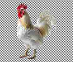 PSD beautiful raw crestedi gallo isolated on transparent background