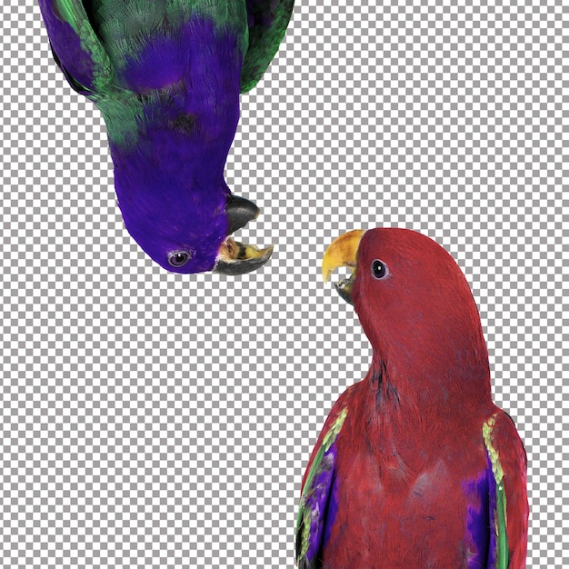 beautiful red and blue macaw parrots