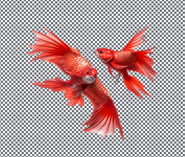 PSD beautiful red carp kites isolated on transparent background