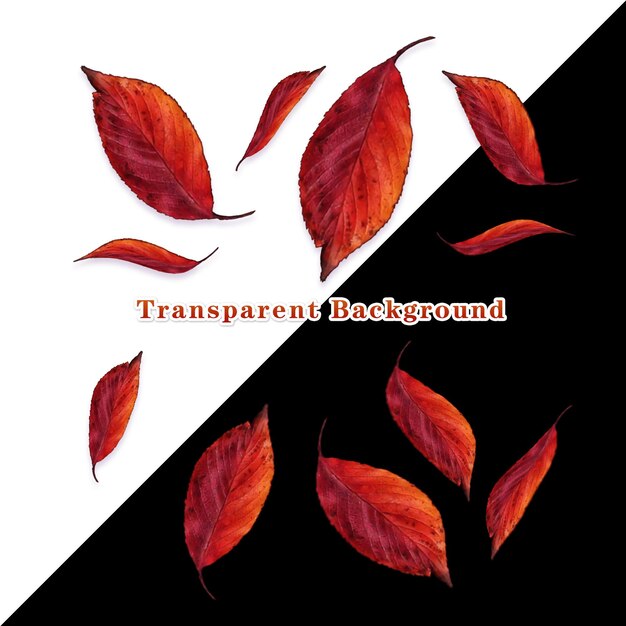 PSD beautiful red leaves with multiple angles