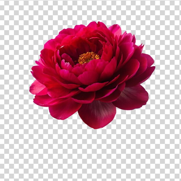 PSD beautiful red peony flower isolated on transparent