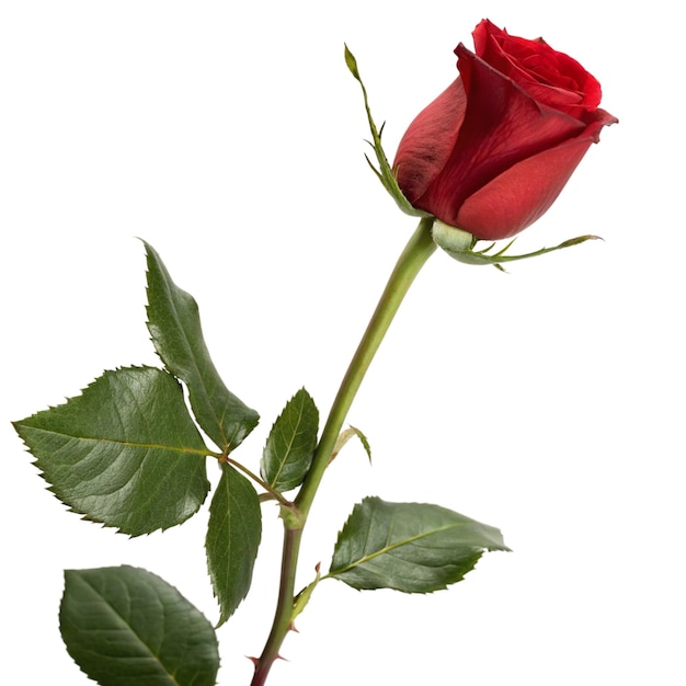 a beautiful red rose in full bloom isolated on a white background