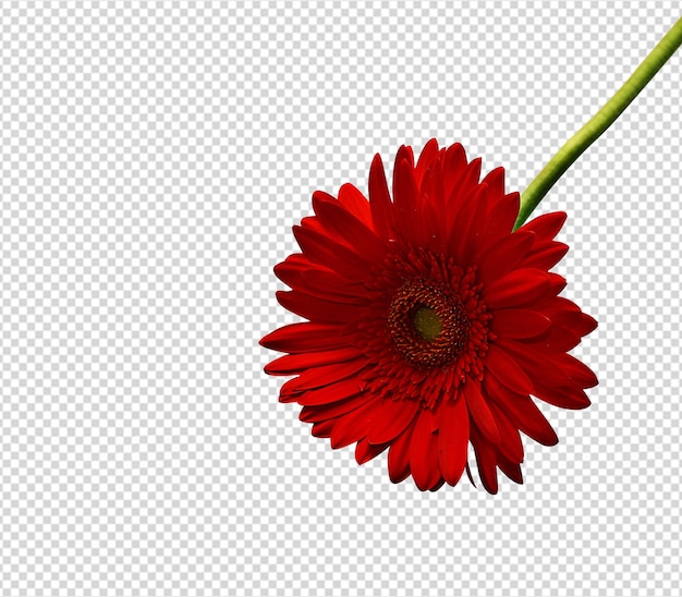 PSD beautiful red rose png