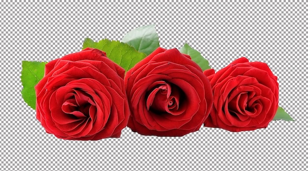 Beautiful red rose with leaves on white backgrounds