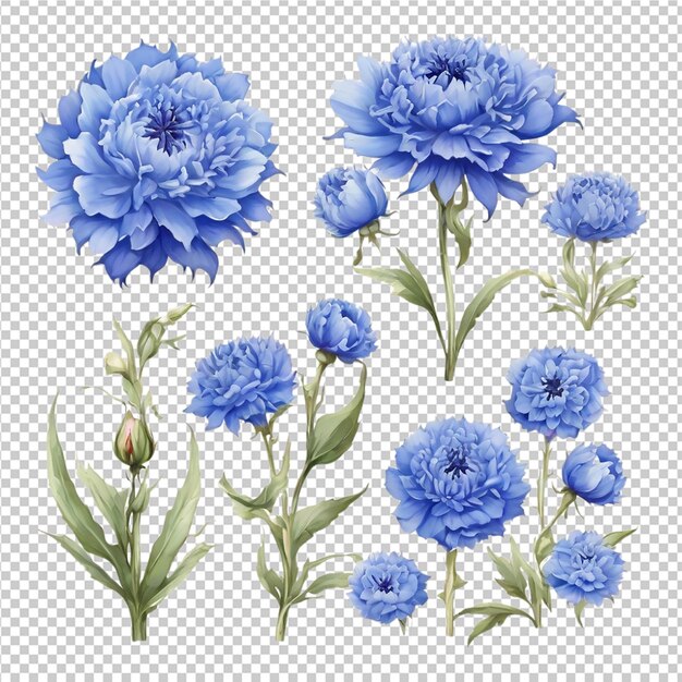 PSD bella rosa set di illustrazioni fiori di rosa clipart pro png