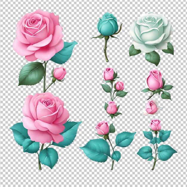 PSD beautiful rose set of illustration rose flowers clipart pro png
