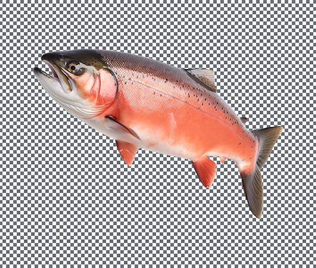 a beautiful salmon fish isolated on transparent background
