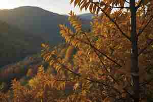 PSD bel paesaggio di montagne e foreste in autunno