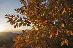 PSD beautiful scenery of mountains and forest in autumn