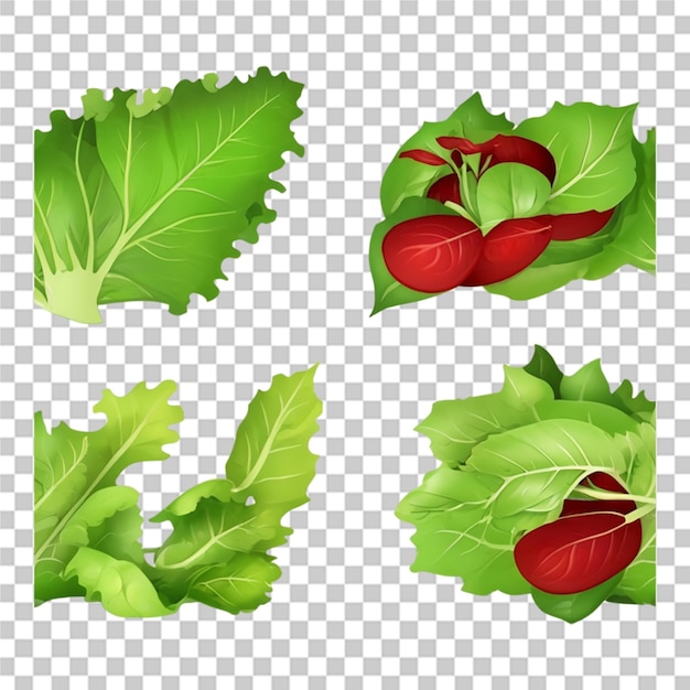 Beautiful set of fresh salad lettuce leaves on transparent background