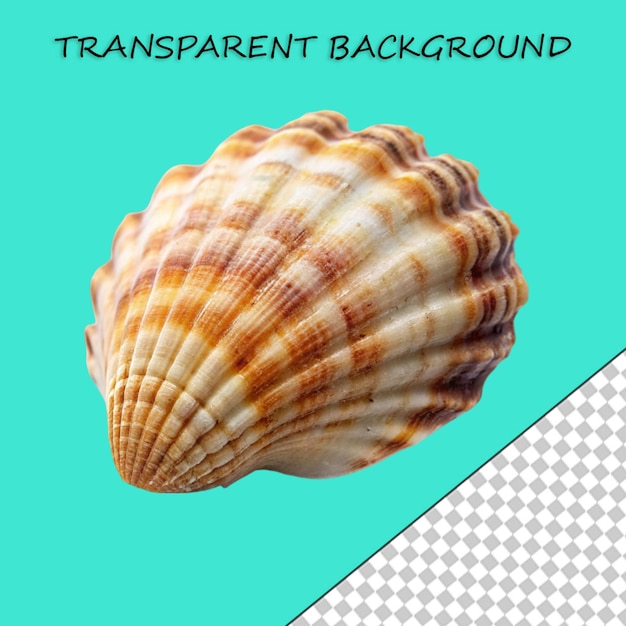 PSD beautiful shell isolated on transparent background