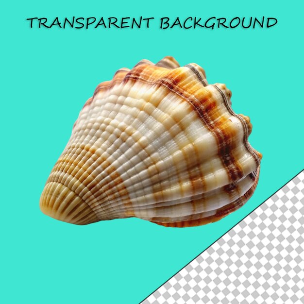 PSD beautiful shell isolated on transparent background