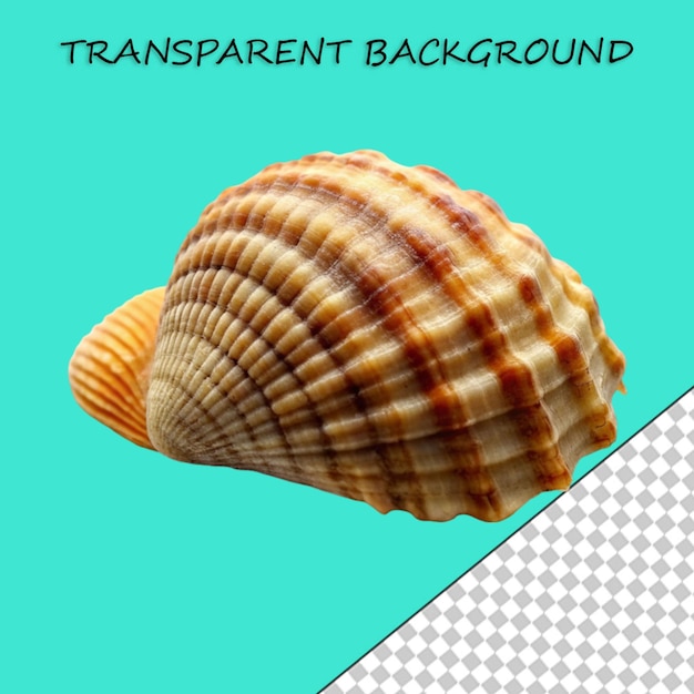 PSD beautiful shell isolated on transparent background