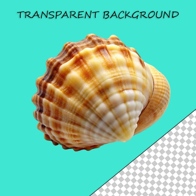 PSD beautiful shell isolated on transparent background