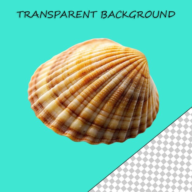 PSD beautiful shell isolated on transparent background