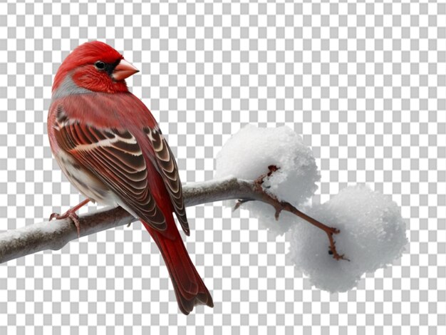 Una bella foto di un uccello rosso appoggiato su un ramo di un albero sullo sfondo bianco