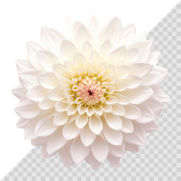 Beautiful single dahlia flower isolated on white background