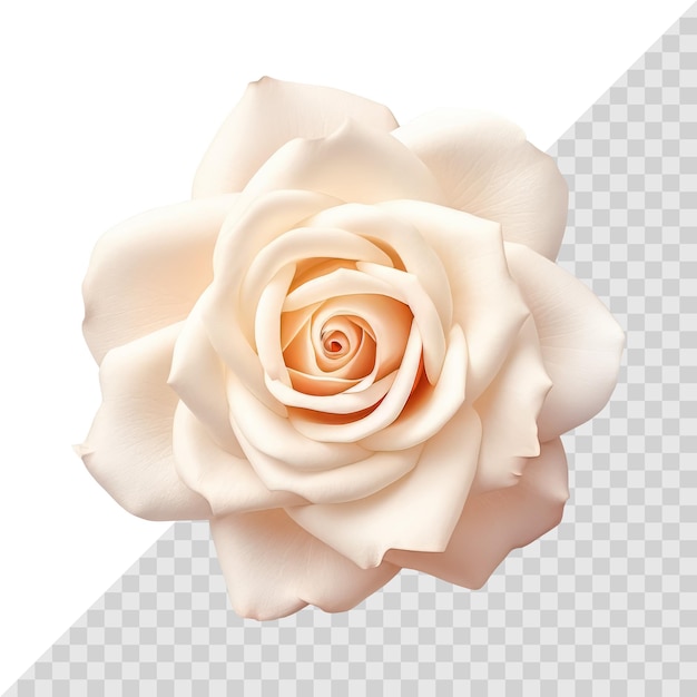 Beautiful single rose flower isolated on white background