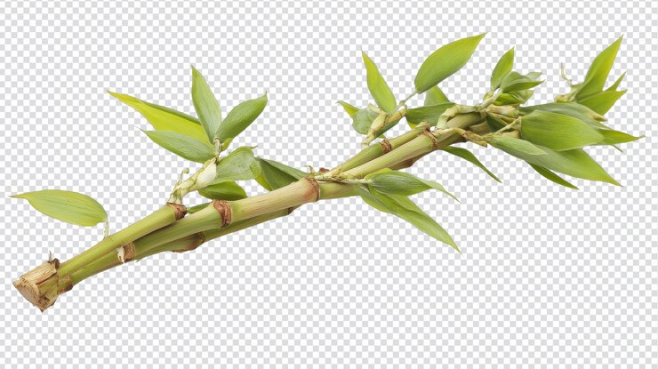 PSD a beautiful small bamboo shoot with fresh leaves perfect for nature and botanical themes ideal for environmental and sustainable design projects