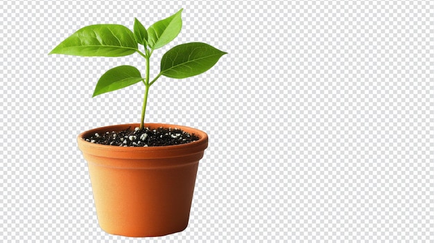 A Beautiful Small Potted Plant with Lush Green Leaves Isolated on a Clean Surface Perfect for Home Decor and Indoor Gardening