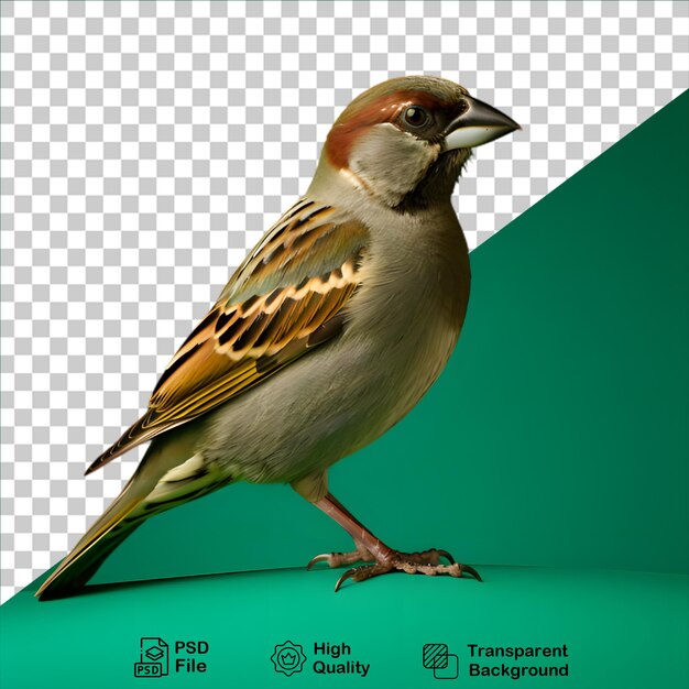 Beautiful sparrow isolated on transparent background include png file