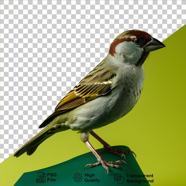 Beautiful sparrow isolated on transparent background include png file