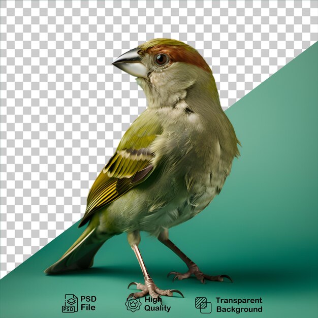 PSD beautiful sparrow isolated on transparent background include png file