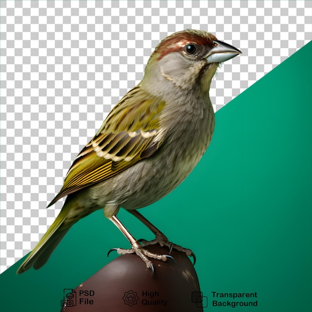 PSD beautiful sparrow isolated on transparent background include png file