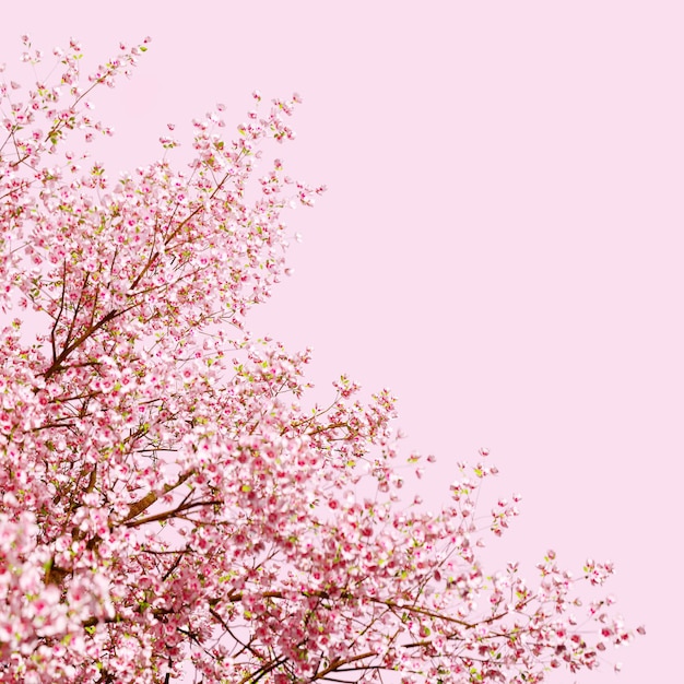 PSD beautiful spring, cherry blossom background with pink background
