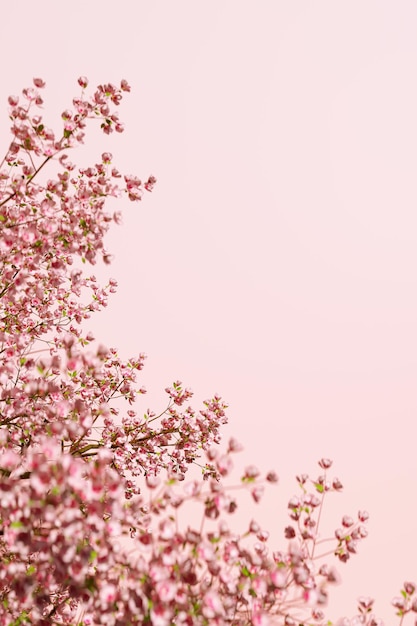 PSD beautiful spring cherry blossom background with pink background