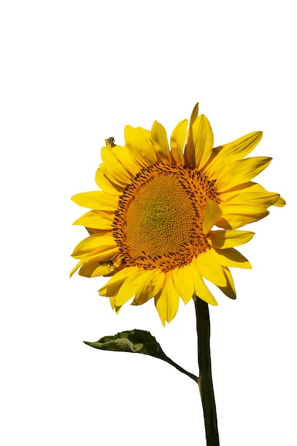 PSD beautiful sunflowers isolated