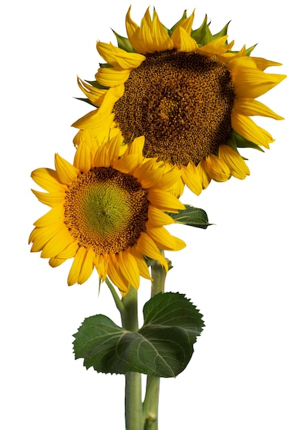 PSD beautiful sunflowers isolated