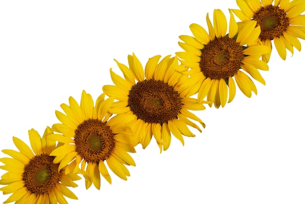 PSD beautiful sunflowers isolated